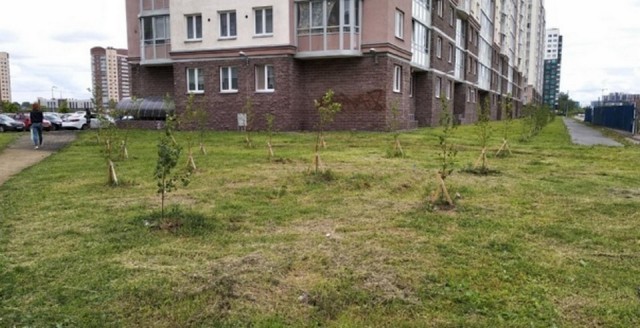 Свежая зелень