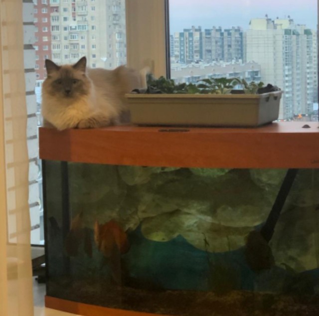 Котовторник 21.12.21