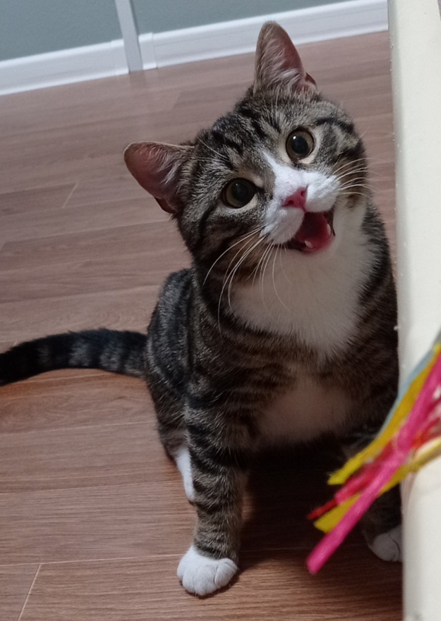 Забавные и милые котейки