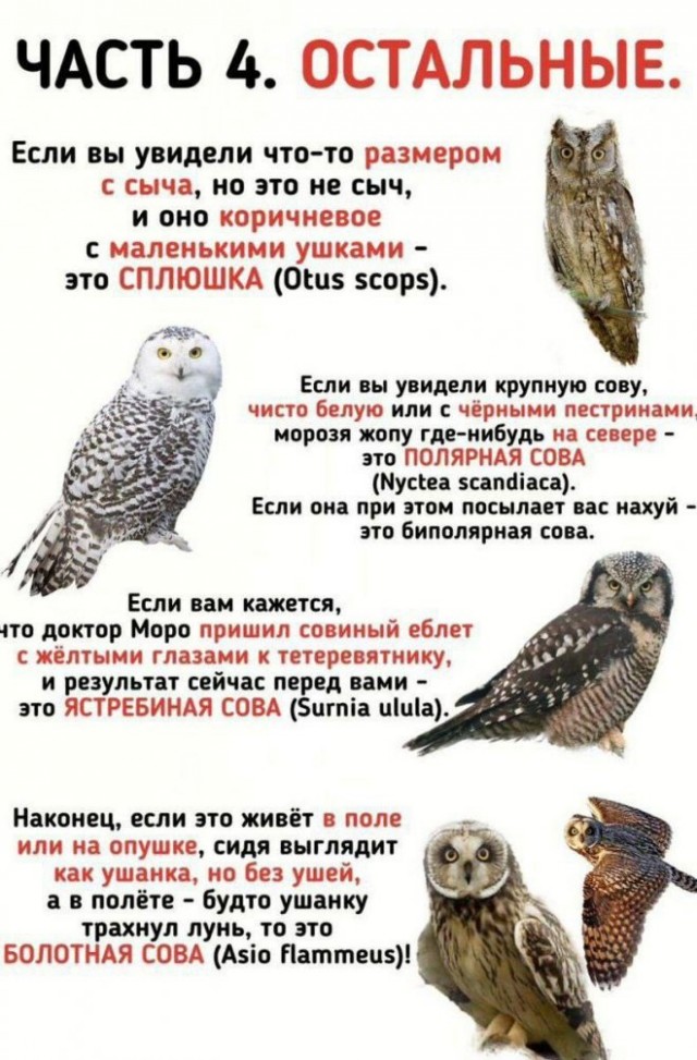 Картинки и мемы для настроения - 29
