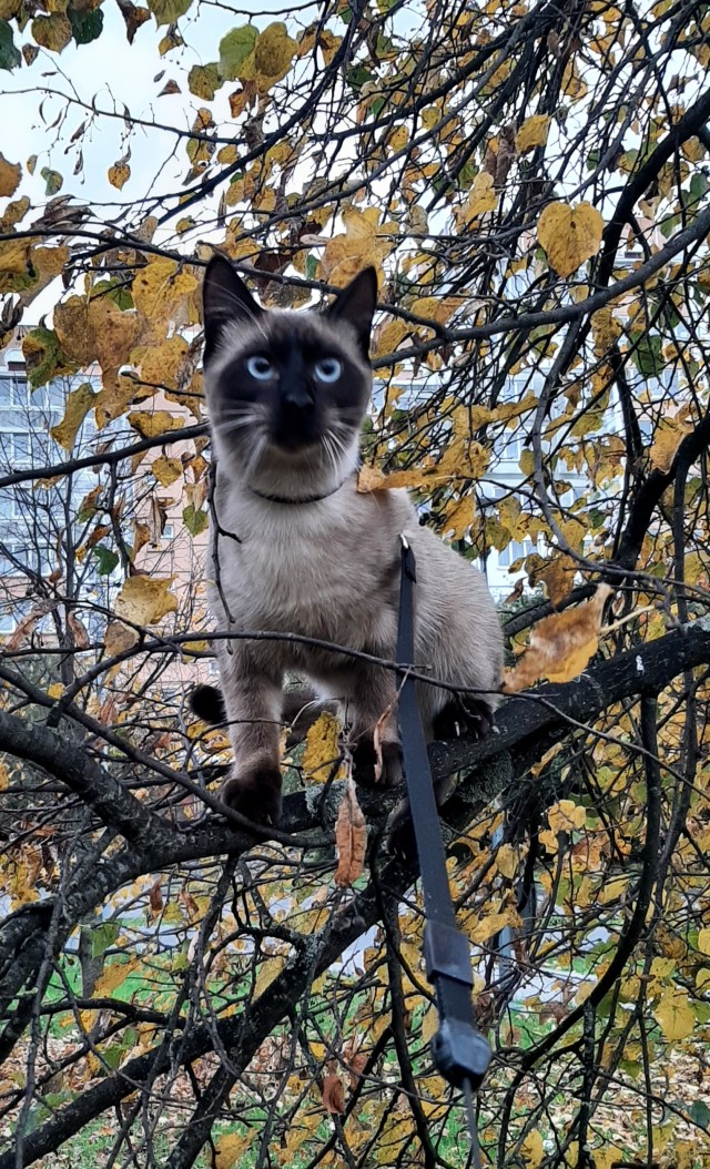 Шерстяной котовторник. Октябрь 2022
