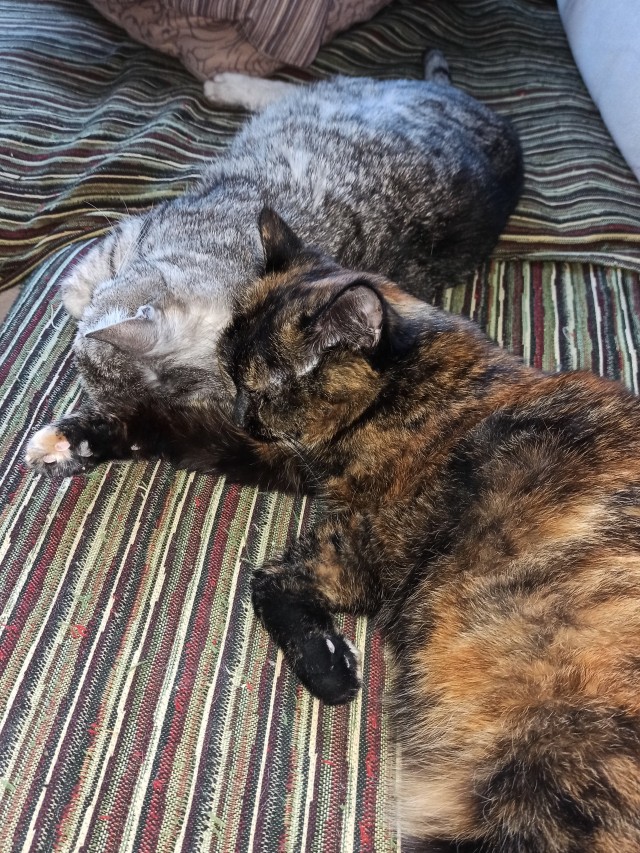 Котовторник 1.11.22