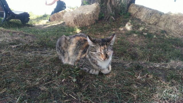 Оказывается, кошки зевают в присутствии нас — хозяев не просто так: 3 интересные причины