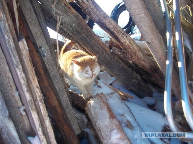 Жизнь домашнего приюта для котеек 425