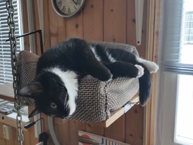 Начинаем котовторник.
