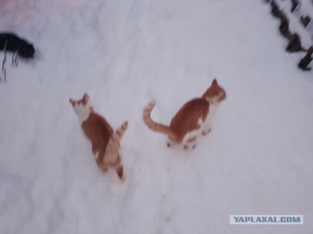 Жизнь домашнего приюта для котеек 474