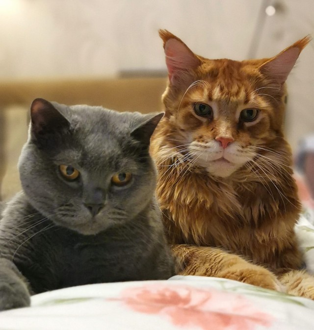 Котовторник 09.04.24