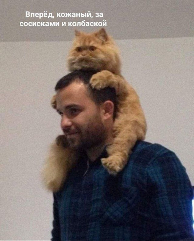 Котовторник в картинках