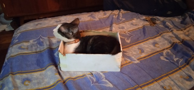 Принимайте в клуб! Котовторник же