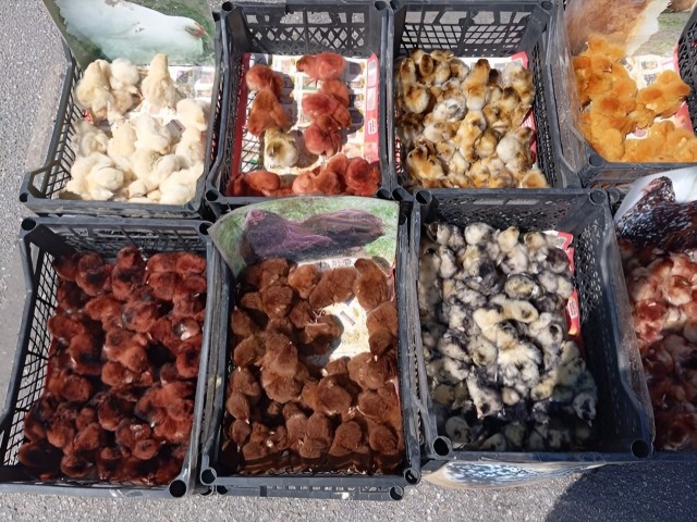 В Ленобласти мошенники продают крашеных цыплят