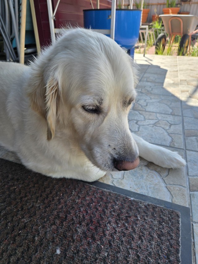 Не собако четверг