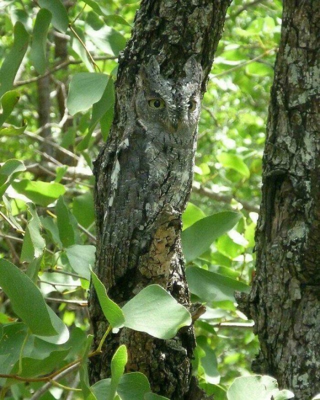 Коала