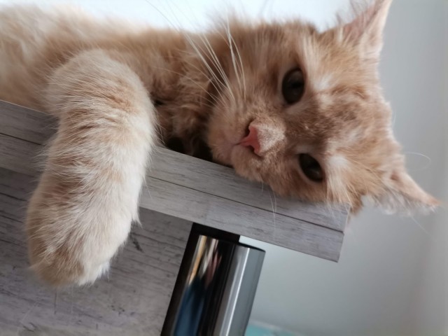 Ну и как такую ругать?