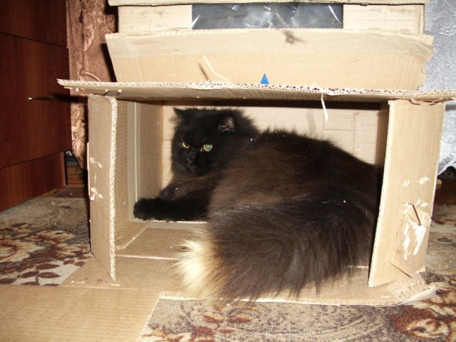 Уличные котики