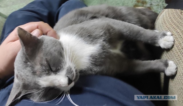Котопост с загадкой