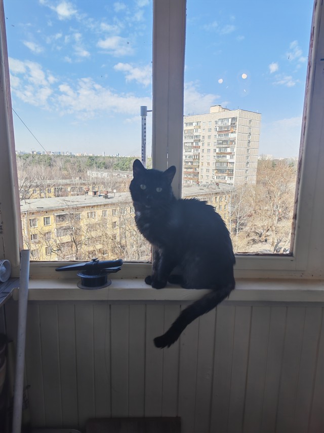 Было — Стало (котовторник)