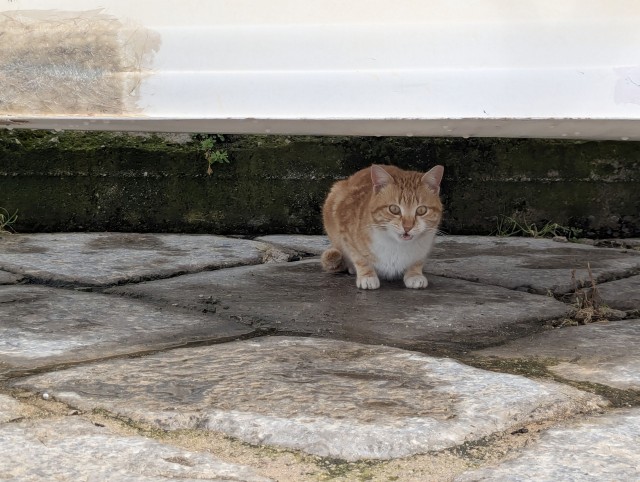 Котовторник из Палермо