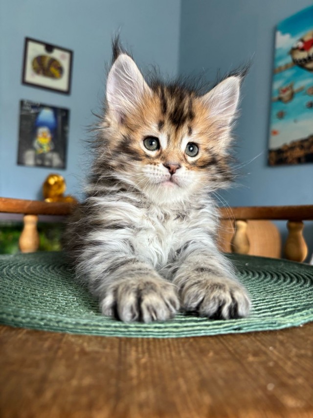 Котовторник же