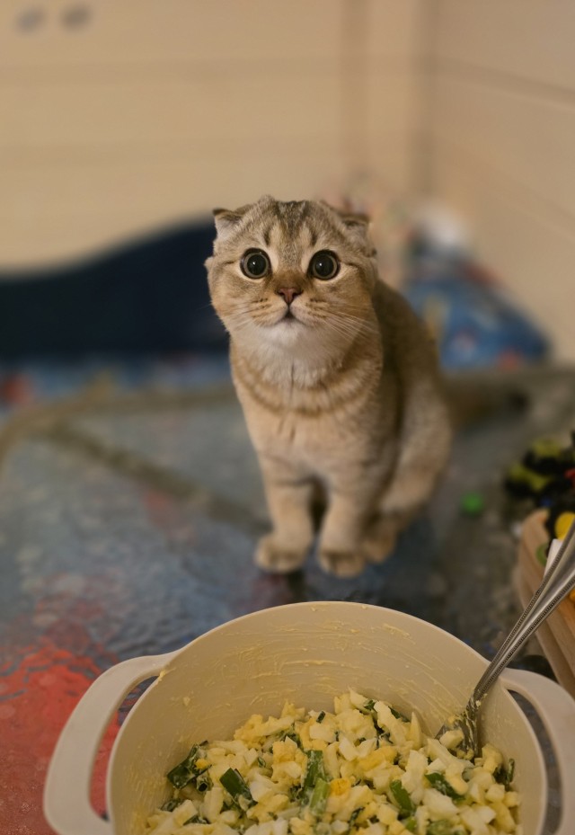 Котовторник же