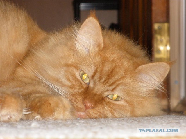 Котовторник 26.11.2013