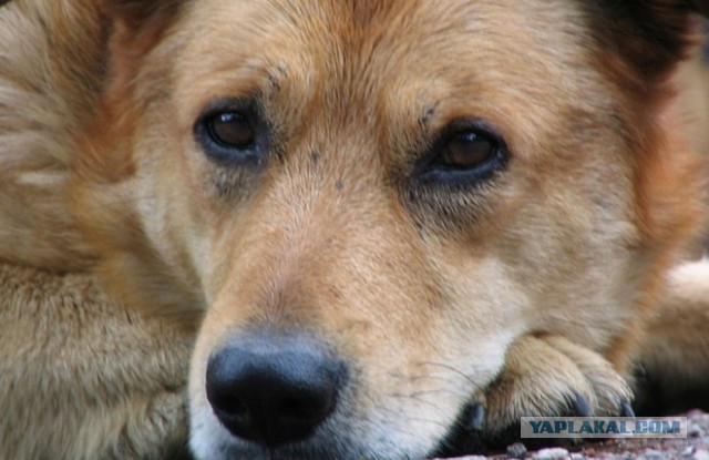О, my dog
