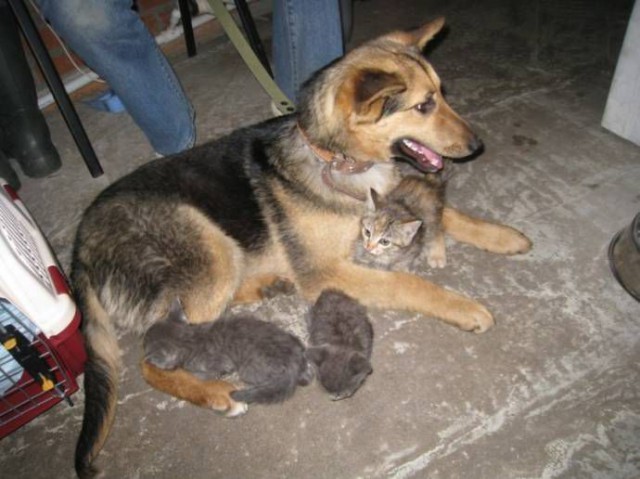 Бездомная собака взяла под опеку семерых котят