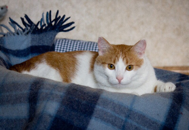 Котовторник 26.08.14.