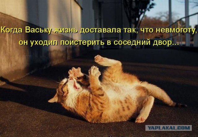 Смешные картинки