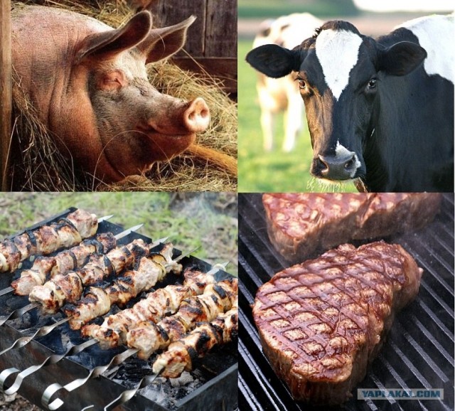 Руководство по морепродуктам