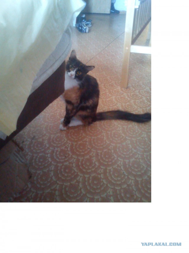 Котовторник 07 04 2015