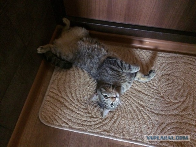 Котовторник 7.07.2015