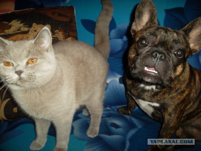 Что делать с котом