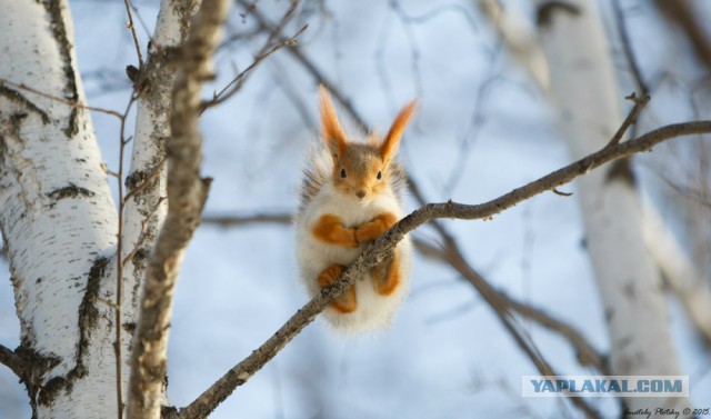 15 лучших кадров января от National Geographic