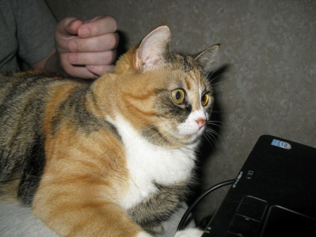 Котовторник - начало
