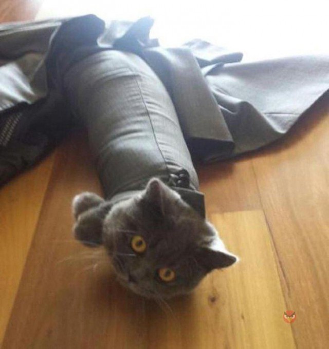Прикольные животные