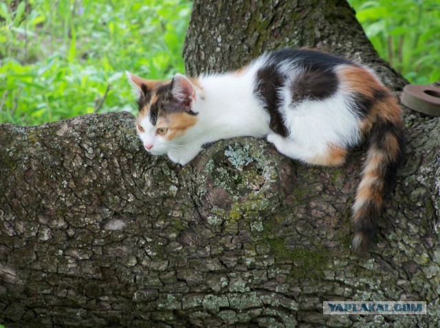 Еще один найденыш к которвторнику
