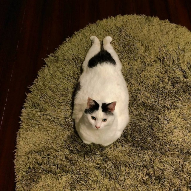 Коты из сети