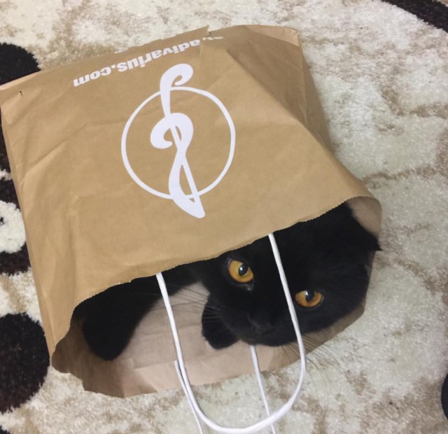 Коты и Кошки