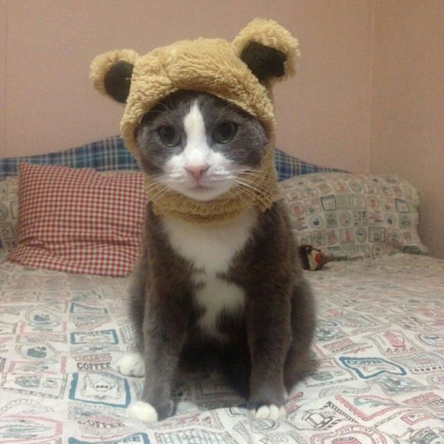 Коты и Кошки