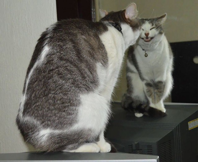 Коты и Кошки