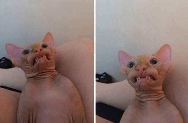 Коты и Кошки