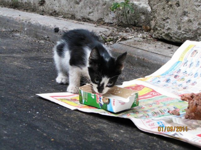 Коты и Кошки