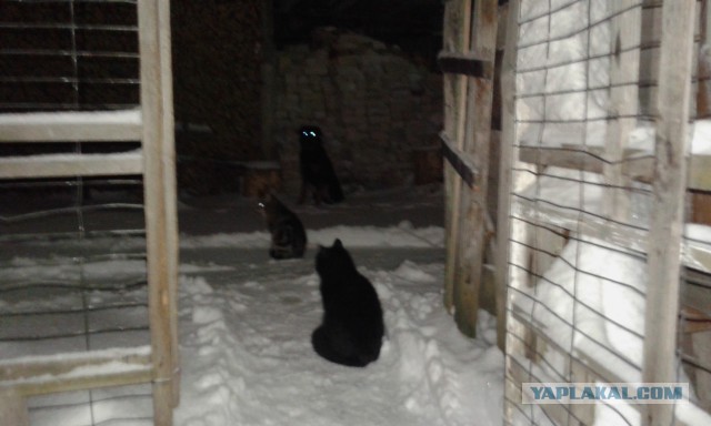 Коты и Кошки