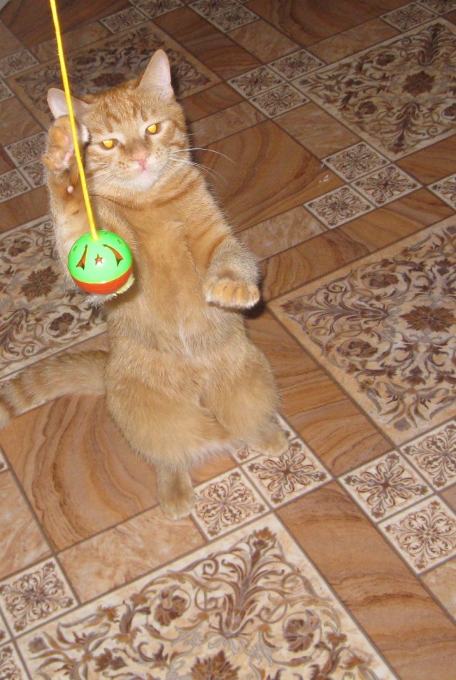 Коты и Кошки