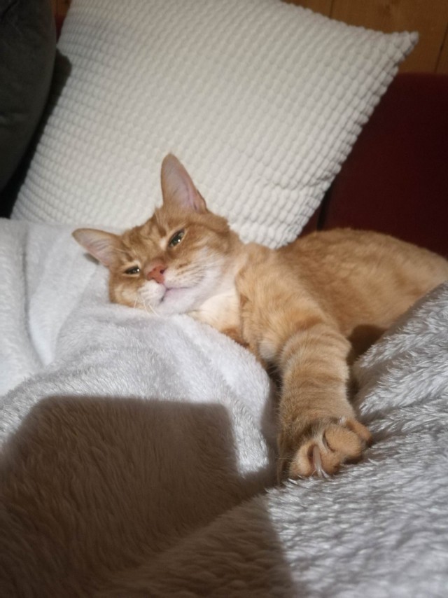 Коты и Кошки
