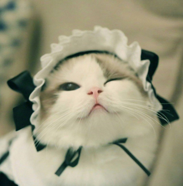Прикольных котов пост