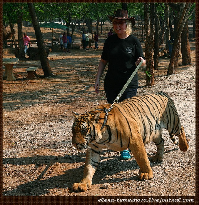 Там, где мурлыкают тигры