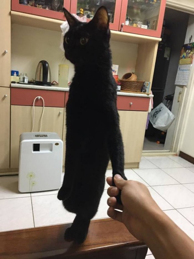 Прикольных котов пост