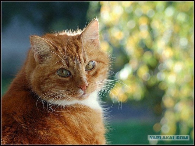Начинаем котовторник!