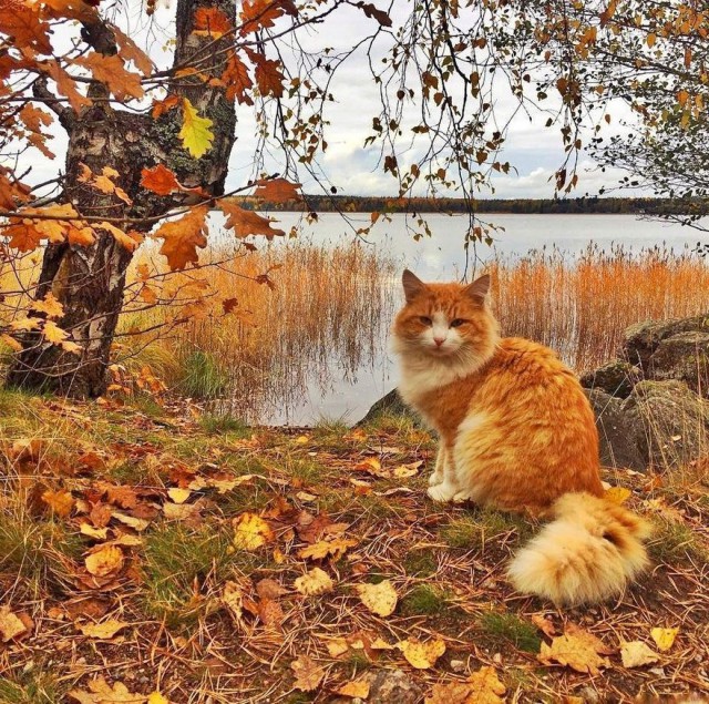 Живность из сети